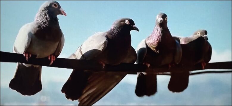 電線に留まる鳩4羽
